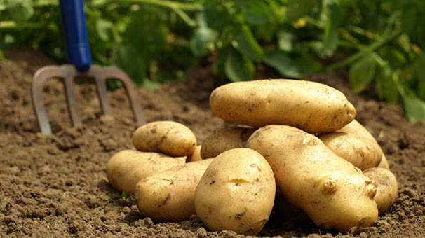 patatesin faydalari nelerdir